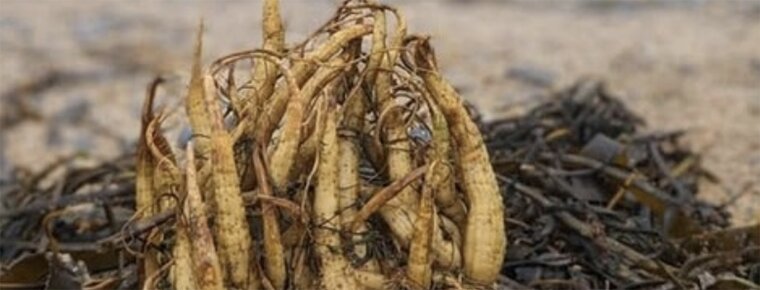 Dangerous plant spotted on east coast beaches