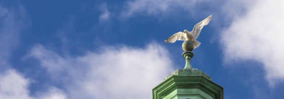 image of blackhall place with a seagull on chimneys